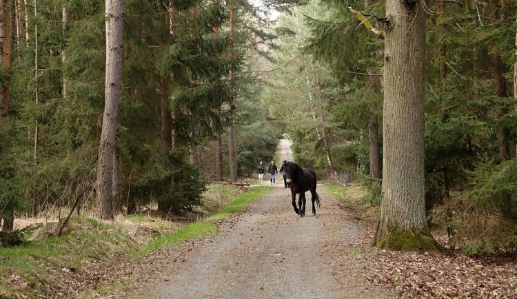Mejdan v ohradě s divokými koňmi. Parta si Na Plachtě uspořádala nevšední večírek, jeden kůň utekl