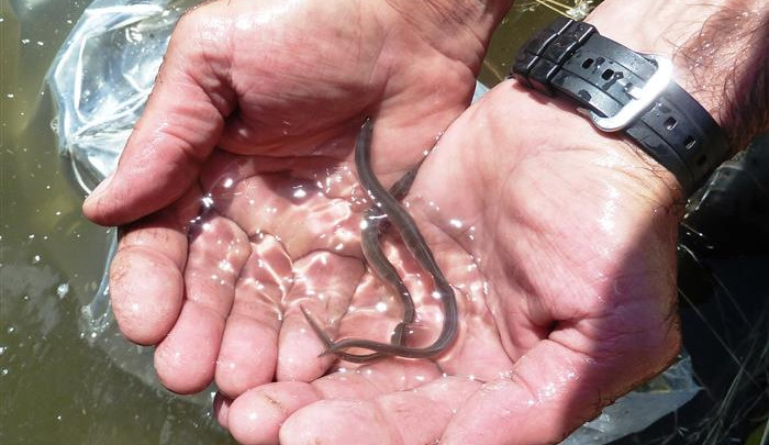 Do vod Vysočiny jsou teď vysazováni úhoři. Úlovky této tajemné ryby každoročně klesají 