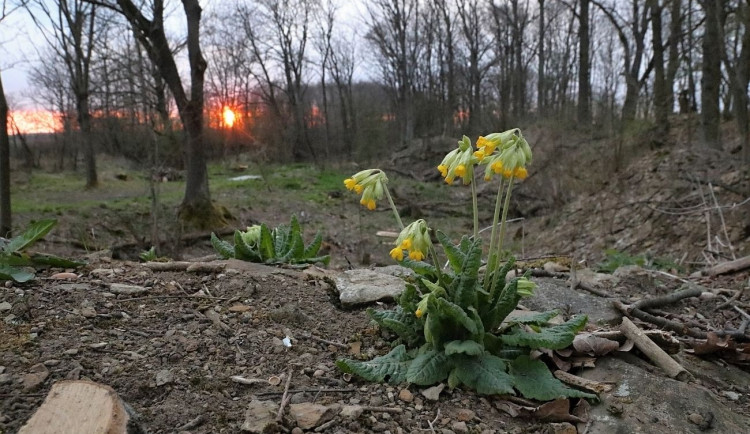 Ochránci přírody prosí o pomoc s výkupem přírodní rezervace, ze které Hradec čerpá pitnou vodu