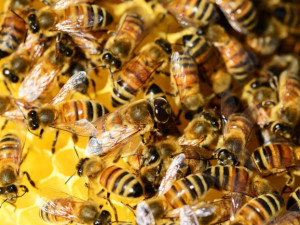 Letošní zimu nepřežilo 15 procent včelstev. Největší úhyn hlásí Vysočina a Pardubický kraj
