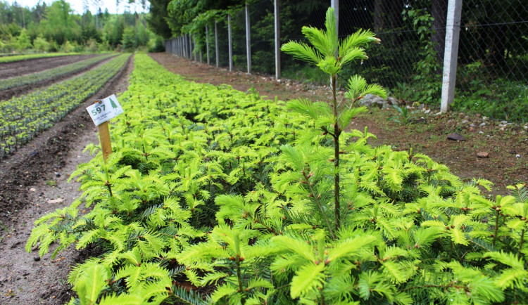 Desetiletou těžbu plánovanou v jihlavských lesích vytěžili už za 2,5 roku. Podívejte se, jak to vypadá v lesní školce