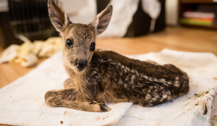 U Jihlavy autem sražená srna, ještě než uhynula, porodila dvě srnčata