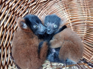 Jihlavská zoo slaví přírůstky, narodila se dvě mláďata vari červených