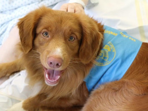 Jihlavská nemocnice obnovuje canisterapii, pacienty opět léčí profesionálně vycvičení psi