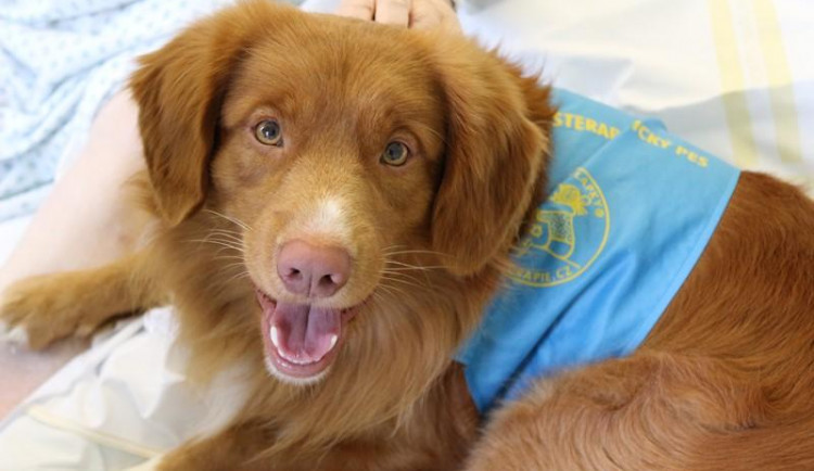 Jihlavská nemocnice obnovuje canisterapii, pacienty opět léčí profesionálně vycvičení psi