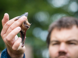 Vypouštění netopýrů