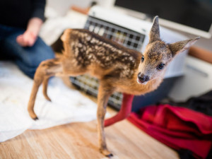 Zachráněné srnče
