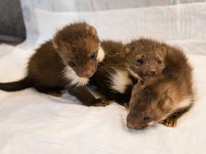 Mláďata kuny