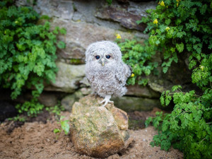 Mládě puštíka obecného