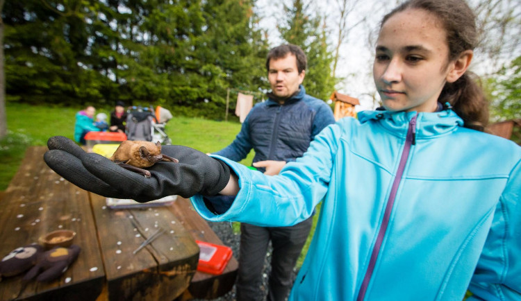 Vypouštění netopýrů