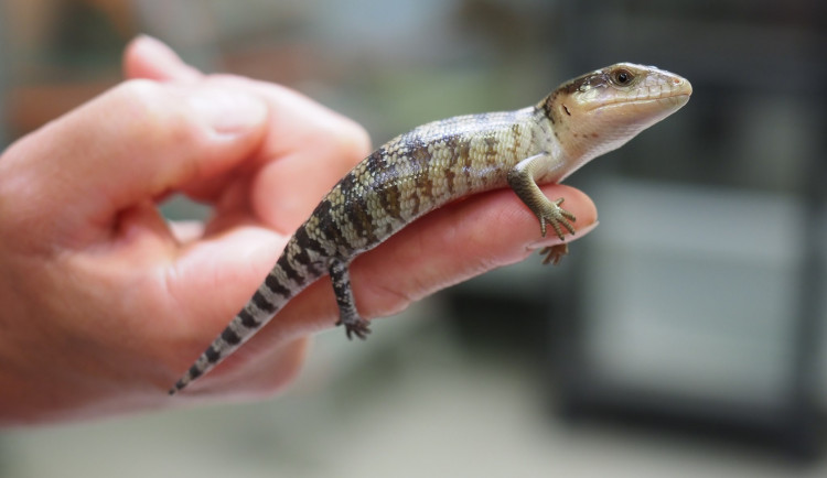 Jihlavská zoo hlásí další chovatelský úspěch, narodilo se osm scinků tanimbarských