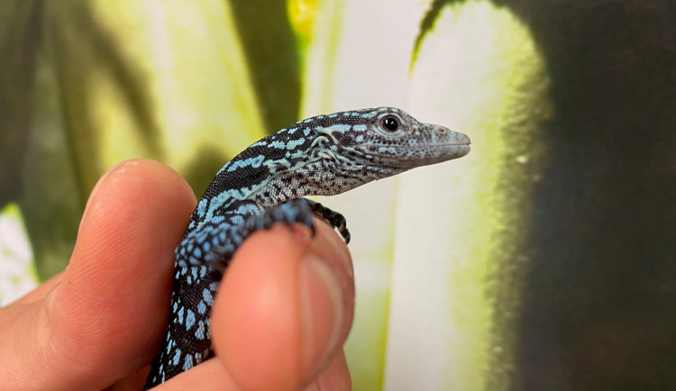 Jihlavská zoo poprvé ve své historii odchovala mládě varana modrého