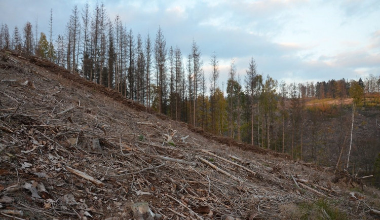 Kůrovcová kalamita zpomalila, cílem je do konce roku zalesnit polovinu holin
