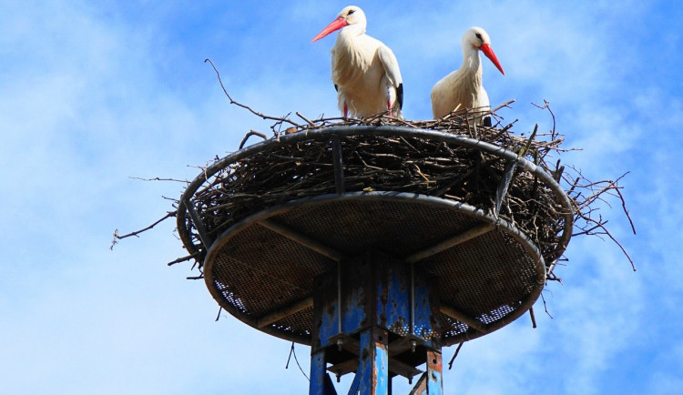 Lidé rádi sledují čapí reality show, zapojují se do průzkumu. Vysočina hlásí opeřená mláďata