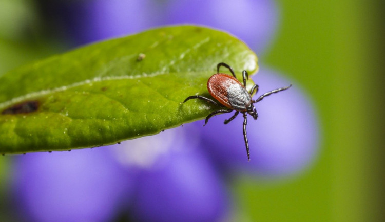 V celém Česku byla dnes aktivita klíšťat na nejvyšším stupni
