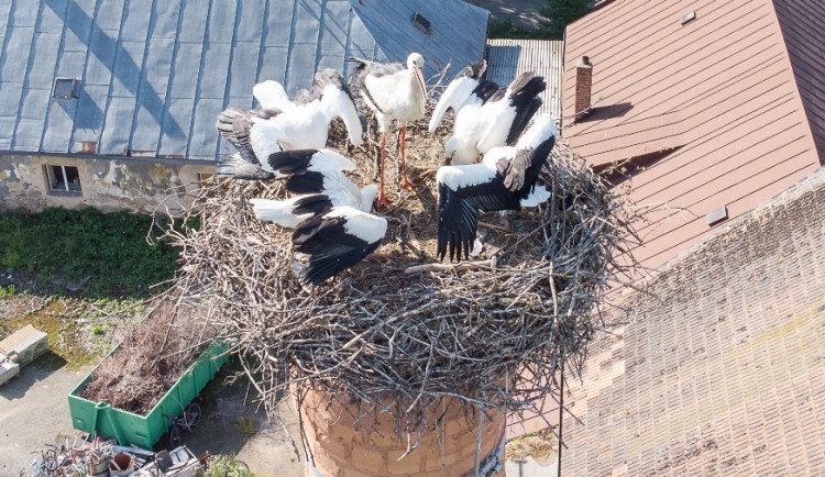 Čápata v Nové Vsi u Světlé 