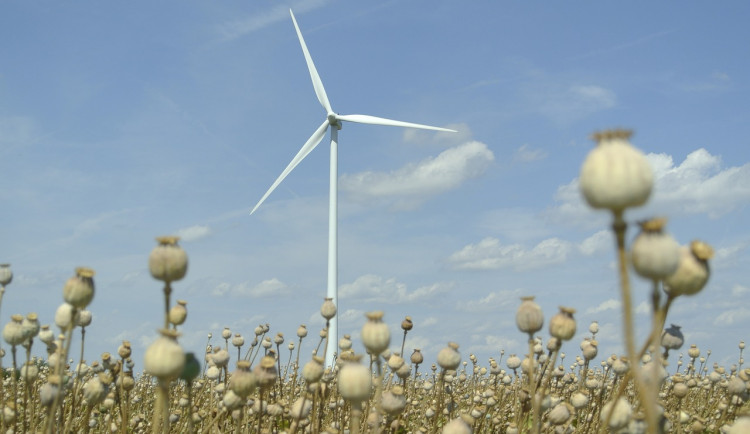 Maková sklizeň by letos mohla být rekordní.  V ČR je oblíbený třeba ve zmrzlině
