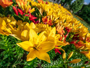 Radost pohledět! Jiráskovu ulici zdobí ohnivé barvy kvetoucích lilií