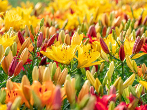 Radost pohledět! Jiráskovu ulici zdobí ohnivé barvy kvetoucích lilií
