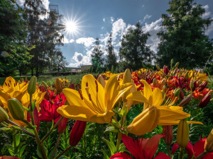 Radost pohledět! Jiráskovu ulici zdobí ohnivé barvy kvetoucích lilií