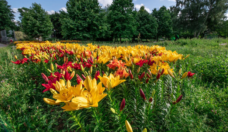 Radost pohledět! Jiráskovu ulici zdobí ohnivé barvy kvetoucích lilií