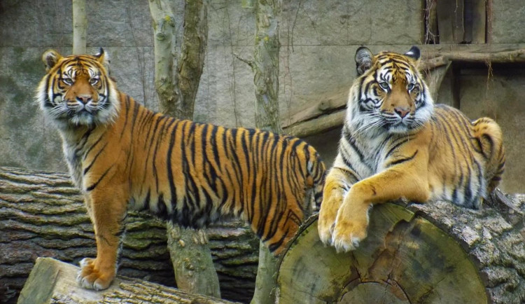 Jihlavská zoo měla historicky nejvyšší červencovou návštěvnost, Vodní ráj se naopak držel v podprůměru
