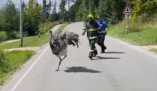 Okolo krematoria pobíhal nandu, uspávací střely dlouho nezabíraly. Odchycen byl po třech hodinách
