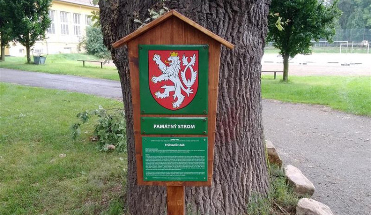 Nový památný strom v Jihlavě. Město plánuje vydat interaktivní mapu, seznámí s historií významných míst