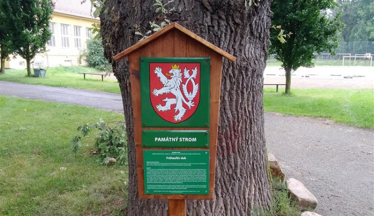 Jihlava má nový památný strom. Město plánuje vydat interaktivní mapu, seznámí s historií významných míst