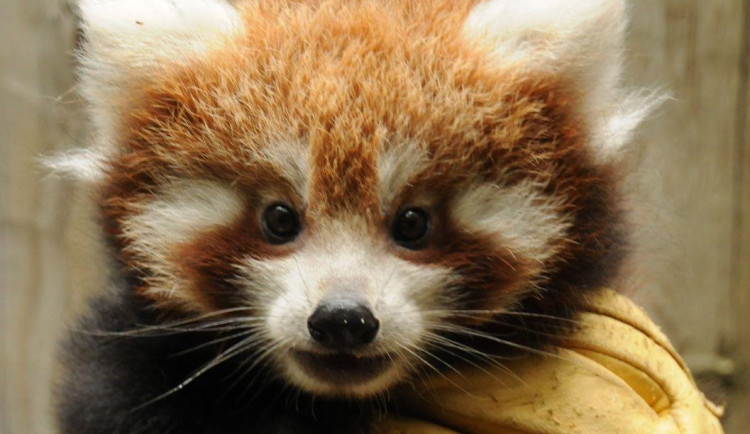 Radostná zpráva z jihlavské zoo, narodila se zde dvě mláďata pandy červené