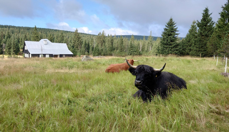 Chlupaté krávy na Jizerce nejsou jen na okrasu. Pomáhají obnovit květnaté louky