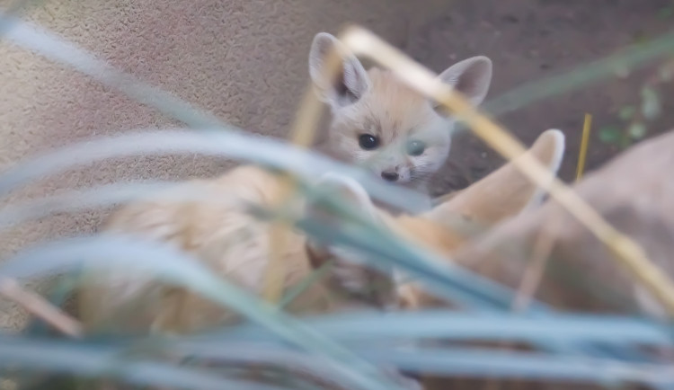 Safari Park ode dneška přechází na zimní sezonu, vstupné vyjde levněji