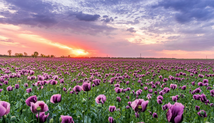 Jihlava plánuje veřejné projednání ke změně klimatu. Jak je na ni město připraveno?