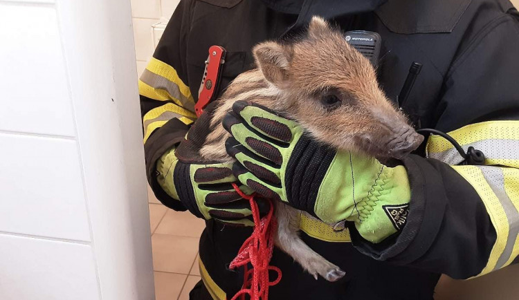 Do hotelu v Hrotovicích vběhl divočák Pepa, personál ho zavřel na wc. Hasiči ho pak pustili do volné přírody