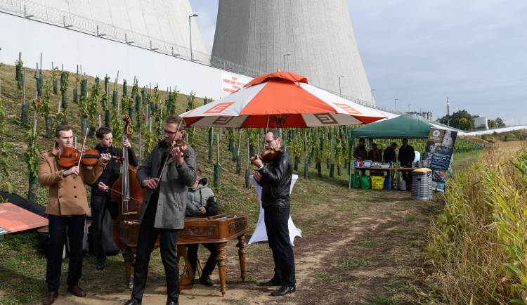 Lahodný mok ve stínu dukovanské elektrárny? První vinobraní jaderné vinice přineslo přes 700 kilo hroznů