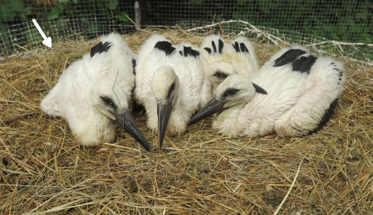 Čtveřice osiřelých čápat z Valče na Třebíčsku našla adoptivní rodiny, to nejmladší je už na cestě do teplých krajin