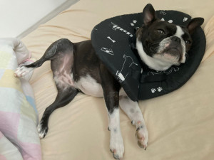 Tento límec pejskům nevadí