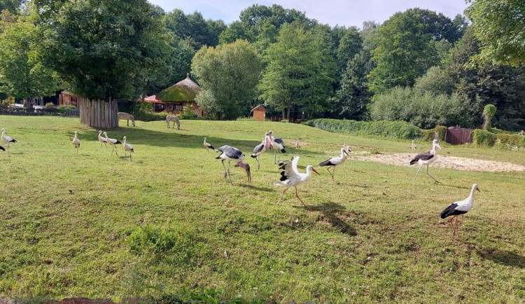 U Dvora Králové nad Labem může vzniknout oáza pro čápy. Rozhodnou hlasy veřejnosti