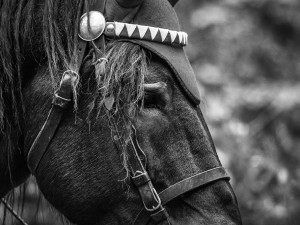 Do lesa ji přivedla láska ke koním a přírodě. Koňáků stahujících dřevo ale ubývá, říká Veronika Králová