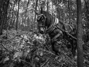 Do lesa ji přivedla láska ke koním a přírodě. Koňáků stahujících dřevo ale ubývá, říká Veronika Králová