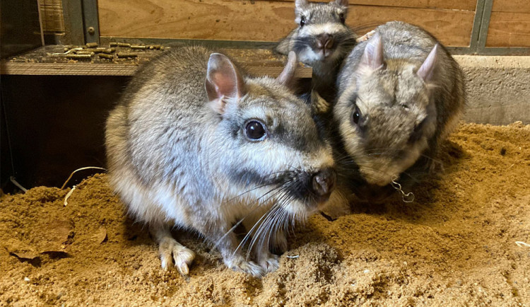 Do liberecké zoo přicestovala trojice viskač. Raritní druh jinde v Česku nenajdete