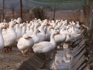 Ptačí chřipka v Rohozné: Pět tisíc hus se vybije zpočátku příštího týdne, v obci platí mimořádné opatření