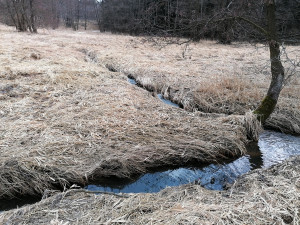 Více vody v krajině. Na Vysočině vznikly díky ochráncům nové tůně