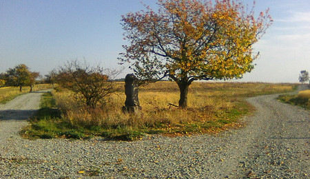 Ze zaniklých obcí zbyly v Ralsku jen stromy. Z jejich roubů vzniká nová alej