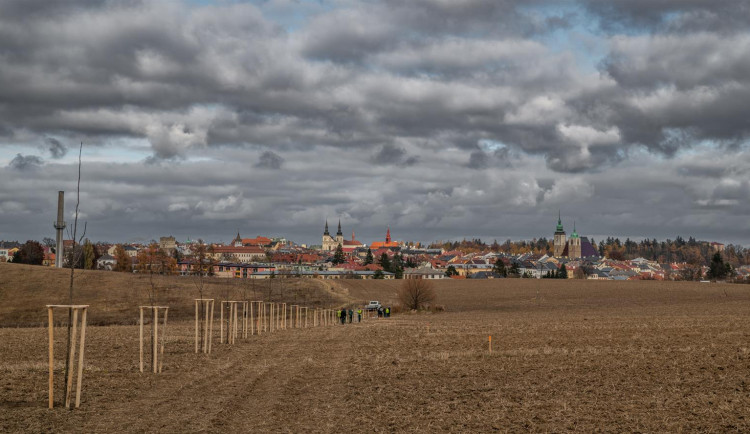 Jihlava má na Skalce novou alej. Lidé mohou adoptovat třeba hrušeň, třešeň či javor