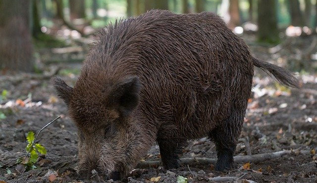 Myslivci v kraji odlovili tisíce divočáků. Riziko v podobě afrického moru zůstává