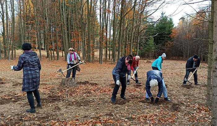 Velká pochvala! Jihlavští senioři pomáhají, u Zborné vysázeli 450 stromků