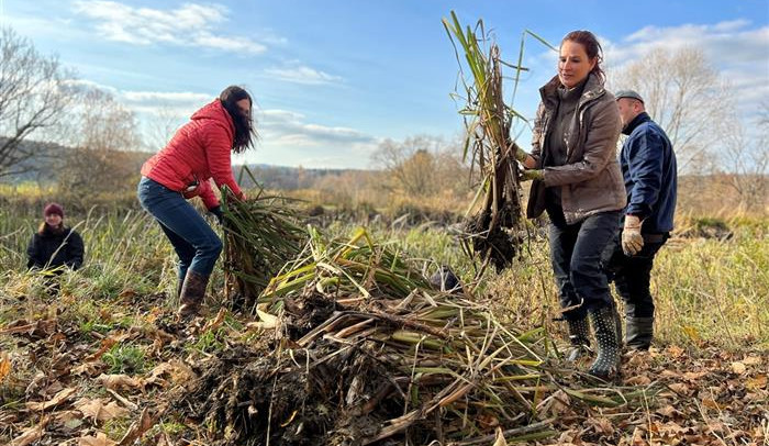 Dobrovolníci pomáhali obojživelníkům. Hosovský rybníček vyčistili od rákosí