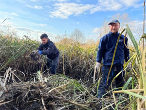 Dobrovolníci pomáhali obojživelníkům. Hosovský rybníček vyčistili od rákosí