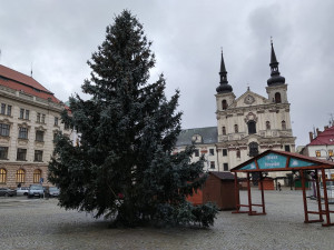 Jihlavské náměstí už zdobí vánoční strom. Stříbrný smrk věnoval soukromník z Bedřichova